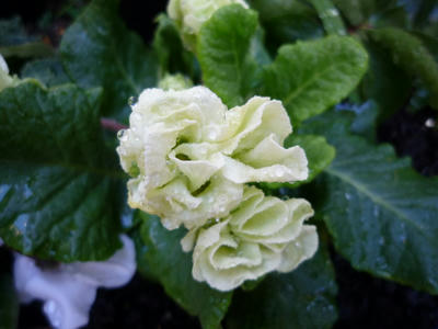 P1020079.JPG