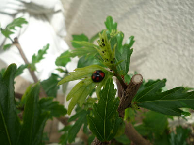 P1020007.JPG