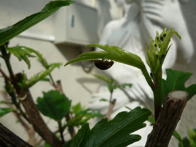 P1020008.JPG