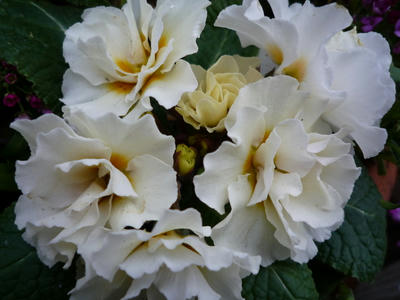 P1020186.JPG