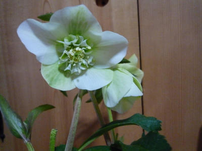 P1020195.JPG