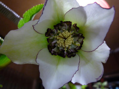 P1020271.JPG