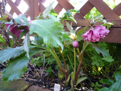 P1020915.JPG