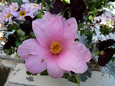 P1020925.JPG