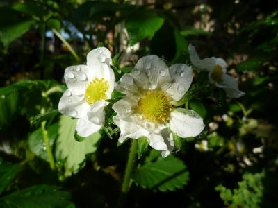 P1040169.JPG