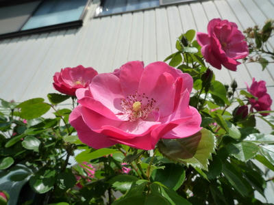 P1040843.JPG