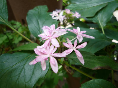 c52179f8.JPG