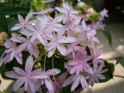 P1050023.JPG