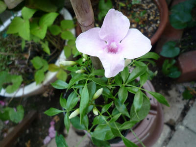 P1050120.JPG