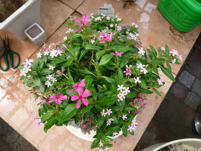 P1050181.JPG