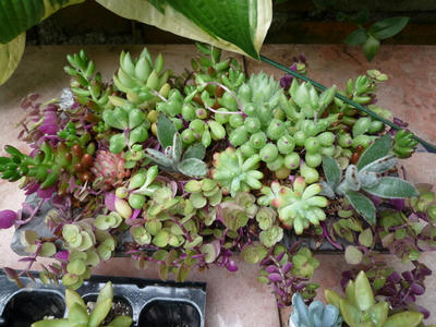 P1050249.JPG