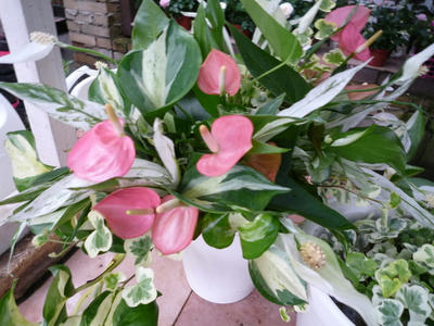 P1050344.JPG
