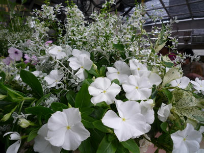P1050349.JPG