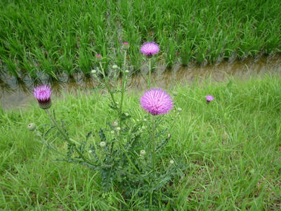P1050637.JPG