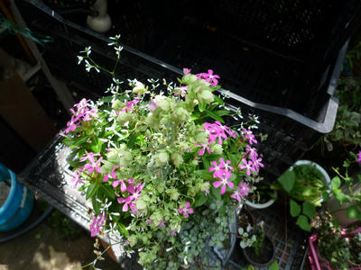 P1050757.JPG