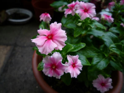 P1050834.JPG