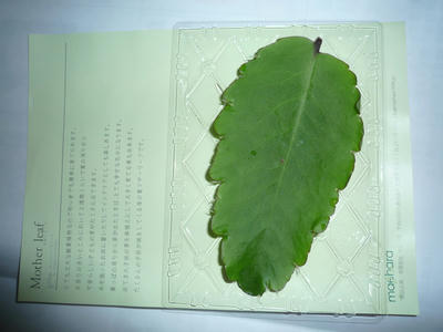 P1050941.JPG
