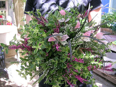 DSCN0970.JPG