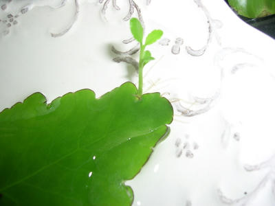 DSCN1054.JPG