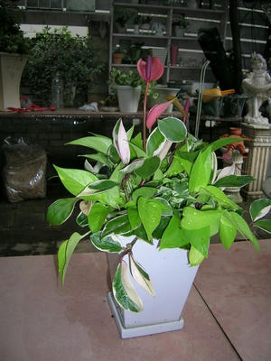 DSCN1071.JPG