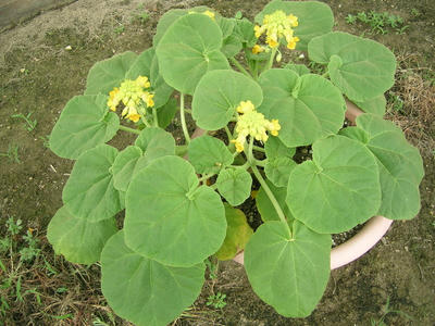 DSCN1121.JPG