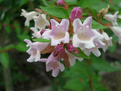 DSCN1162.JPG