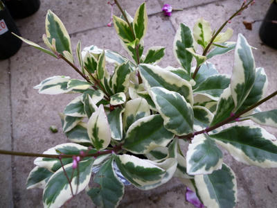 P1000069.JPG