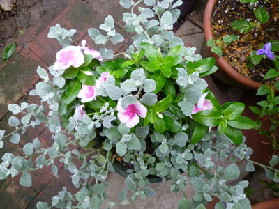 P1000084.JPG