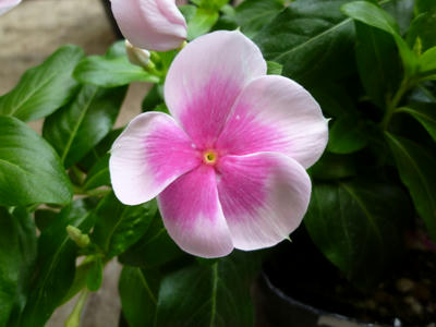 P1000059.JPG