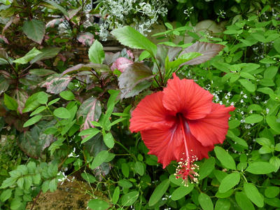 P1000141.JPG