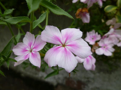 P1000143.JPG