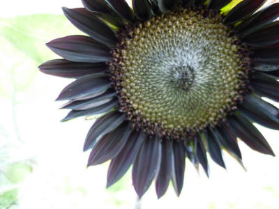 P1000297.JPG