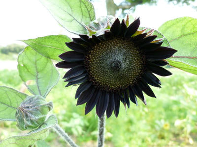 P1000299.JPG