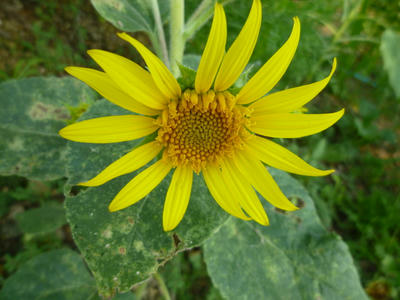 P1000327.JPG