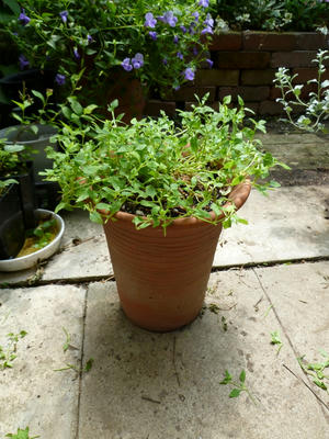 P1000355.JPG