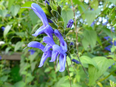 P1000610.JPG