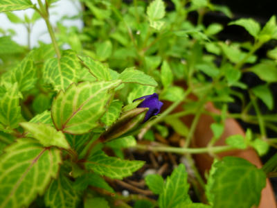 P1000856.JPG