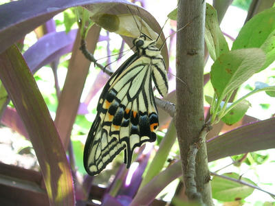 DSCN1271.JPG