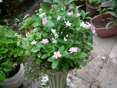 DSCN1331.JPG