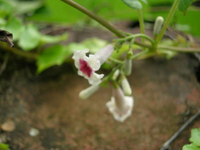 DSCN1377.JPG