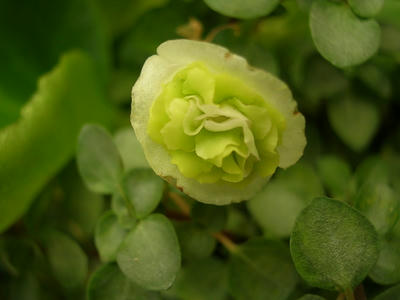 DSCN1287.JPG