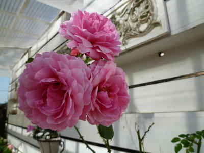 P1040615.JPG