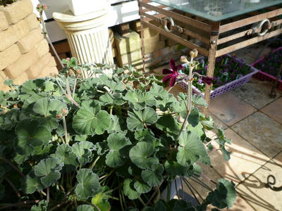 P1050025.JPG
