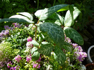 P1050087.JPG