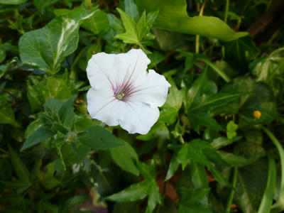 P1080003.JPG