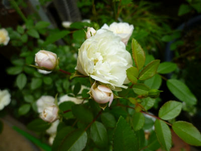 P1080480.JPG