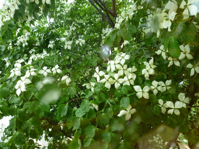 P1080637.JPG