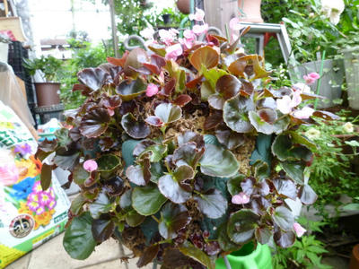 P1090011.JPG