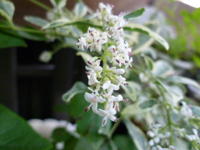 P1090026.JPG