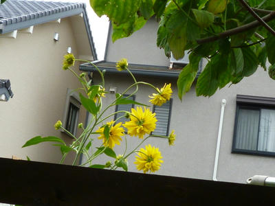 P1090667.JPG